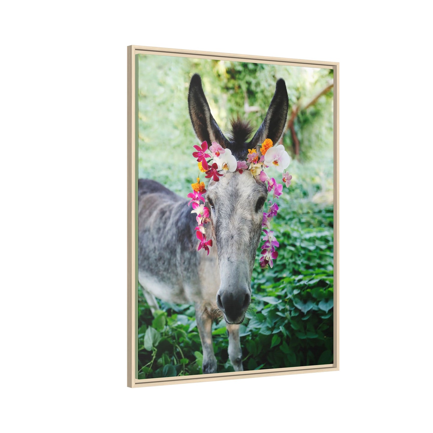 Orquideas