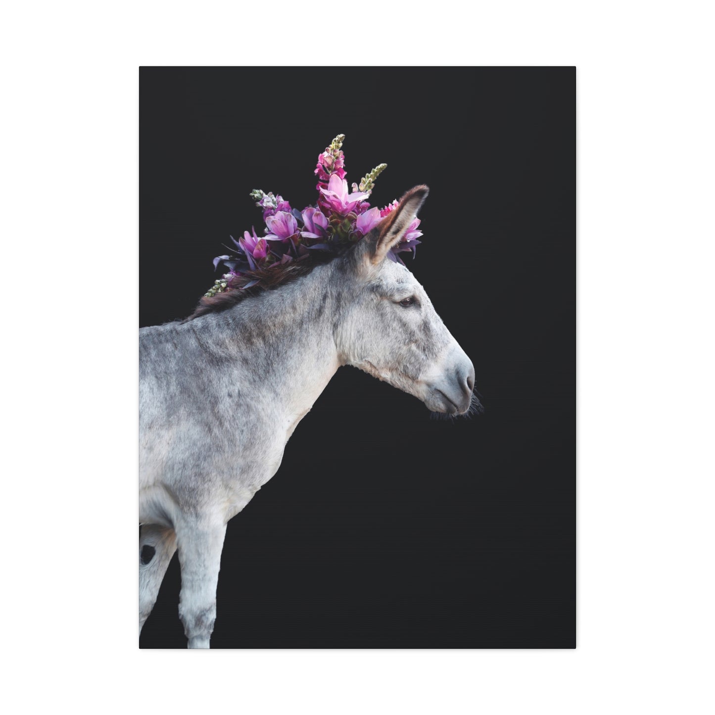 Morado