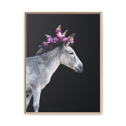 Morado