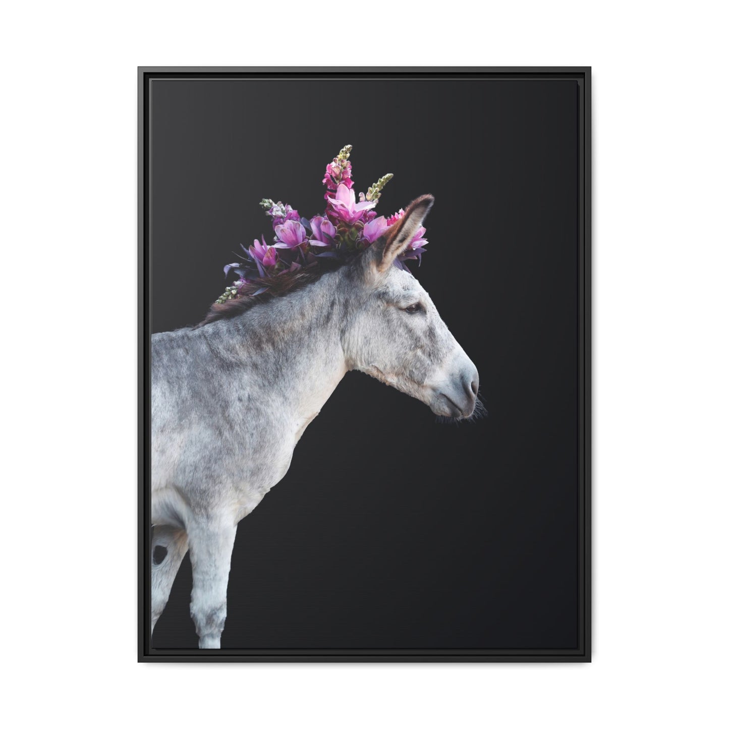 Morado