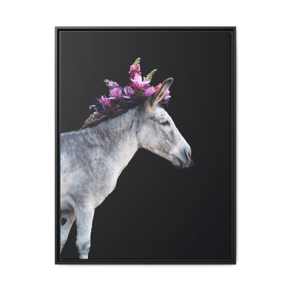 Morado