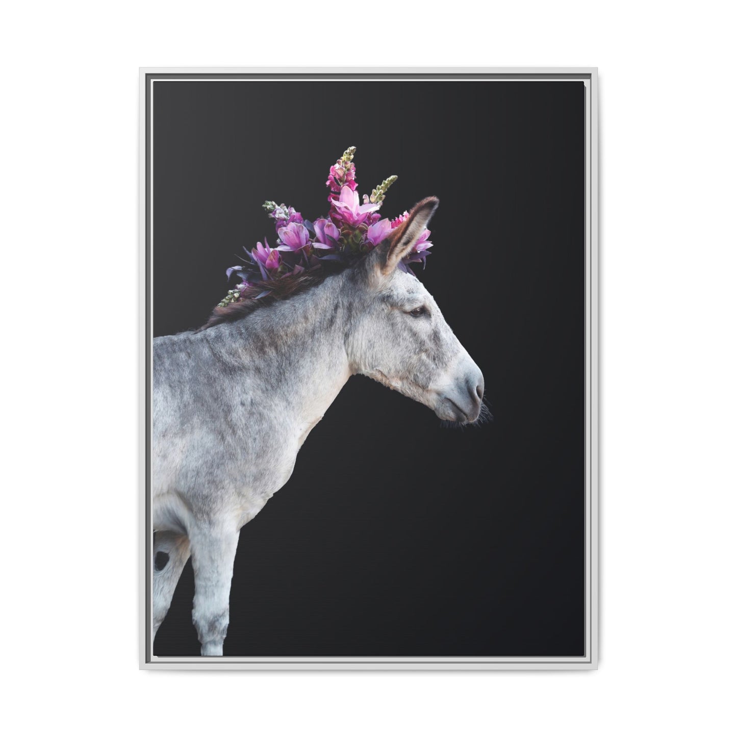 Morado