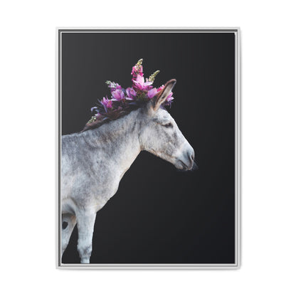 Morado