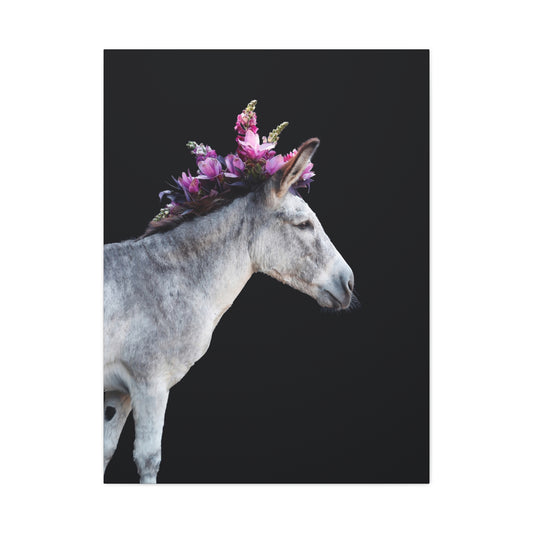 Morado